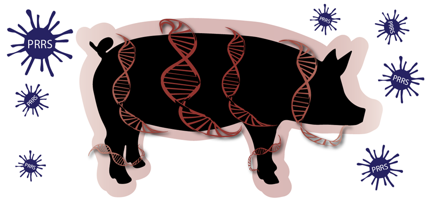 Usage of graphs in the analysis of pig movements to identify high-risk nodes in the transmission of PRRS